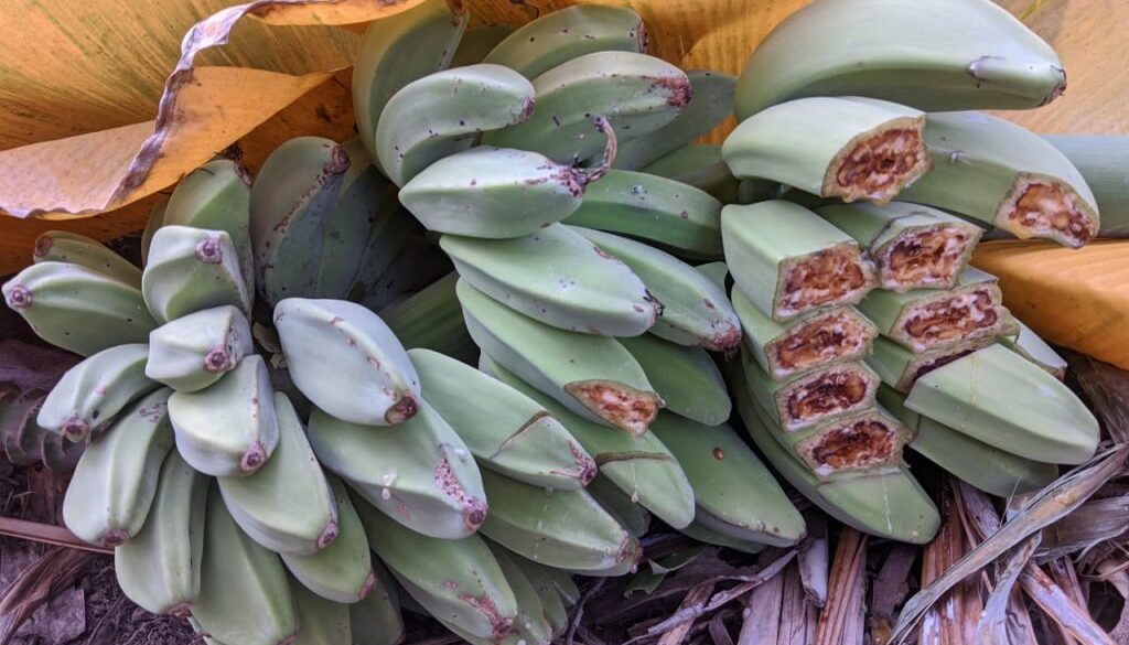 pisang