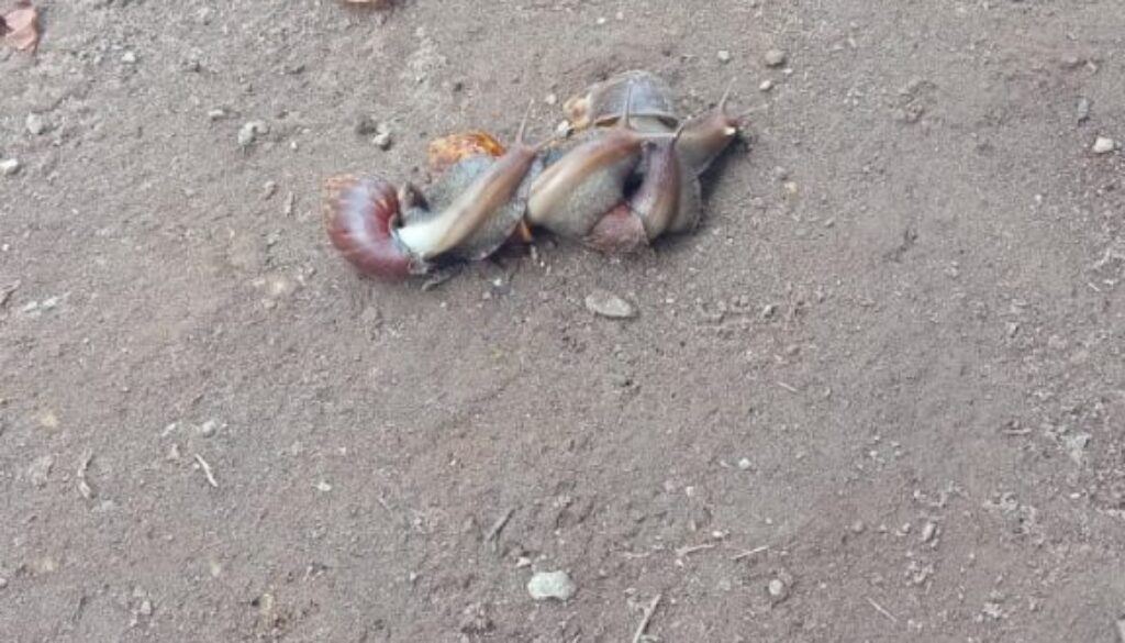 Petani di Desa Pautola Kecamatan Keo Tangah Kabupaten Nagekeo, Keluhkan Serangan Hama Keong