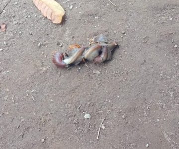 Petani di Desa Pautola Kecamatan Keo Tangah Kabupaten Nagekeo, Keluhkan Serangan Hama Keong